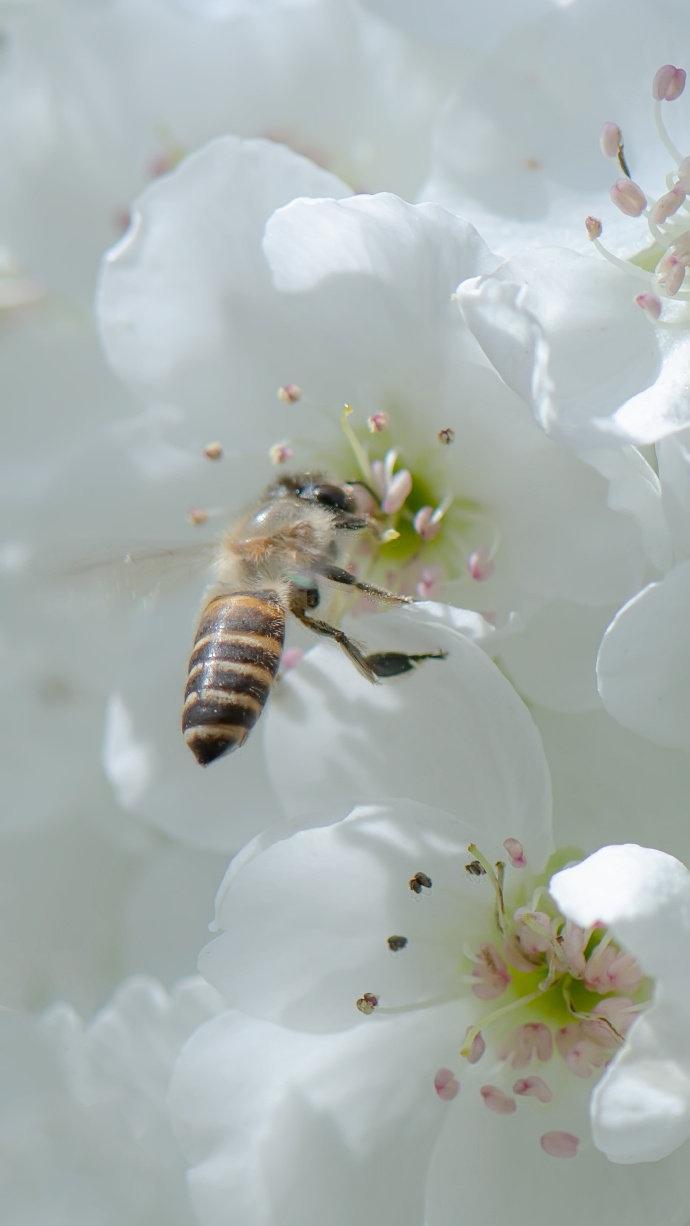 梨花盛放唯美意境微距摄影