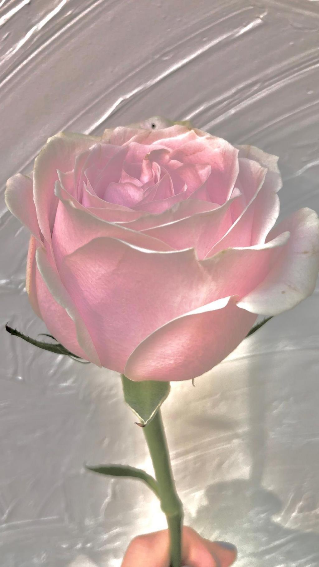 浪漫少女心粉色月季