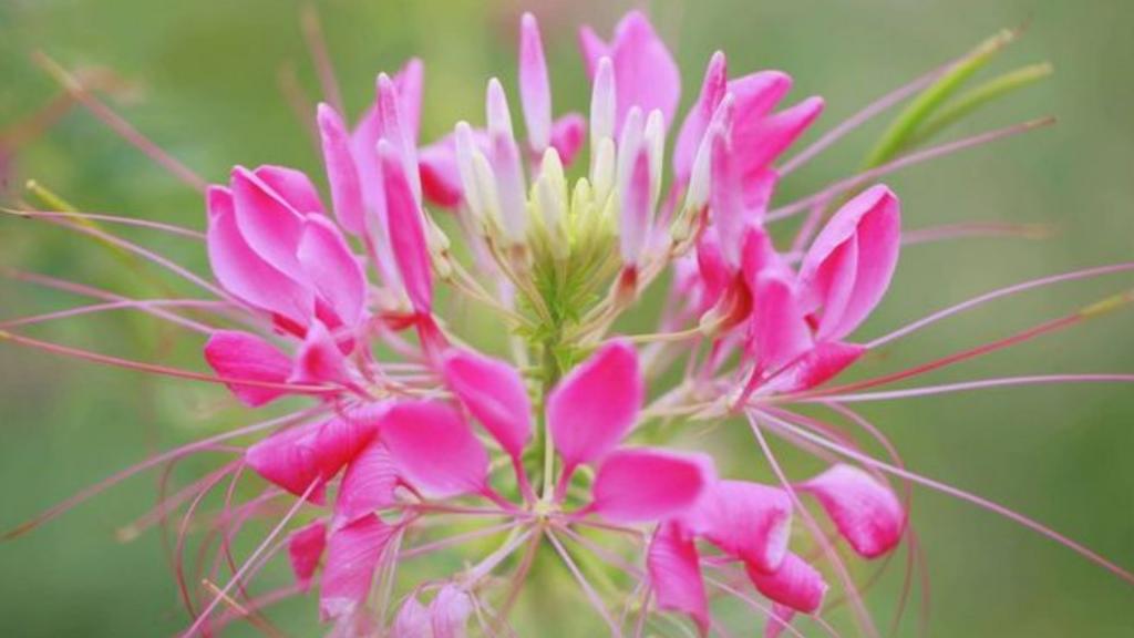 柔美醉蝶花壁纸，喜新厌旧是人的天性，让你常年累月的看着同一款桌面壁纸，难免会产生视觉疲劳，这时换一款新的壁纸是不是你迫切的需要呢？