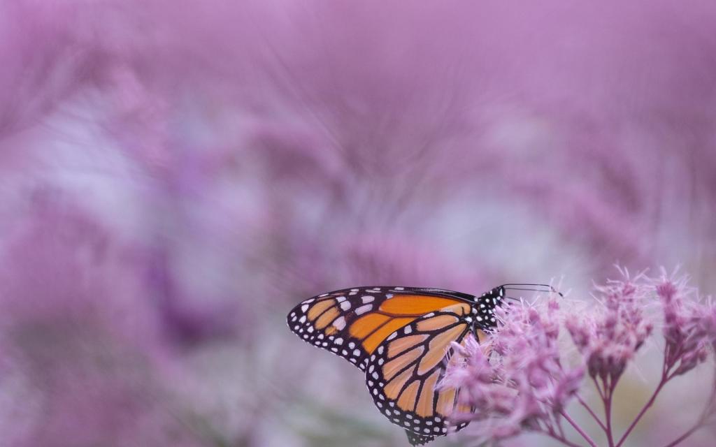 唯美的蝴蝶在飞舞着
