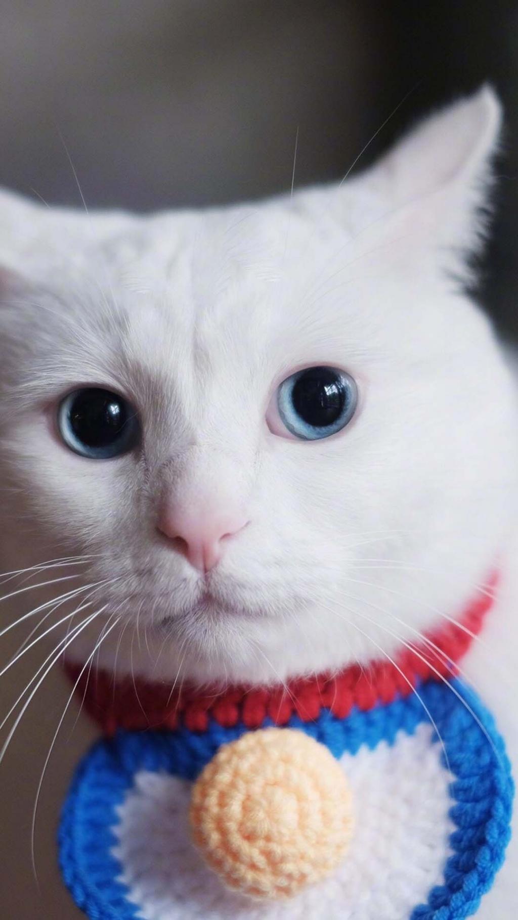 可爱萌宠喵星人