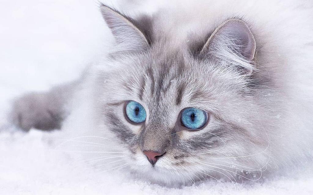 雪中行走的可爱猫咪