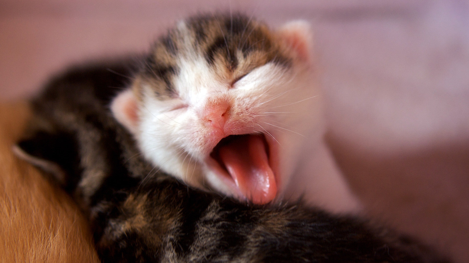 睡梦中的可爱小猫图片