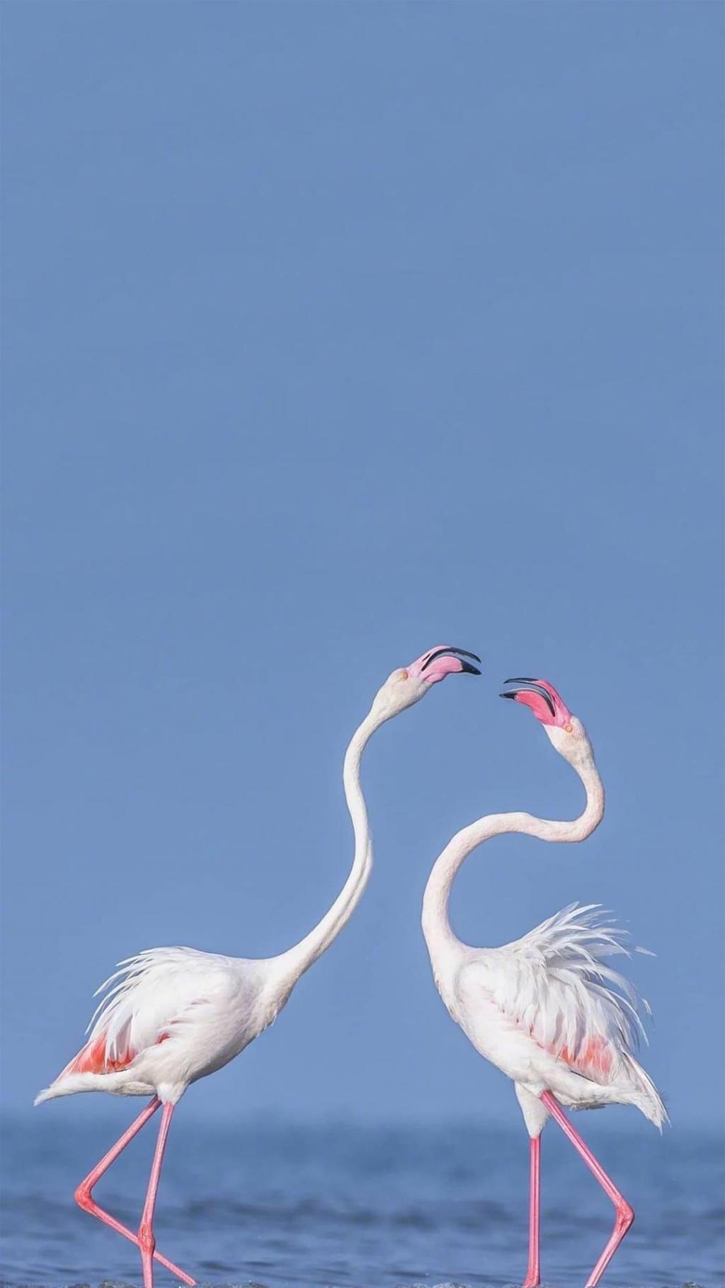 北欧小清新火烈鸟微距摄影