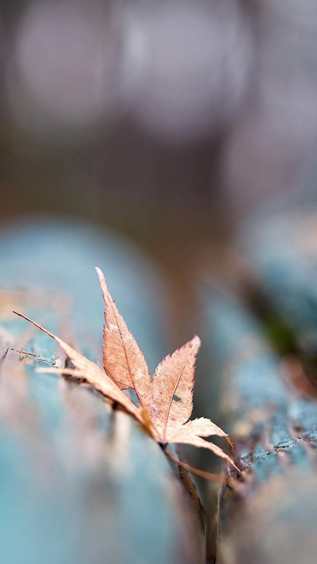 唯美秋天落叶自然景观