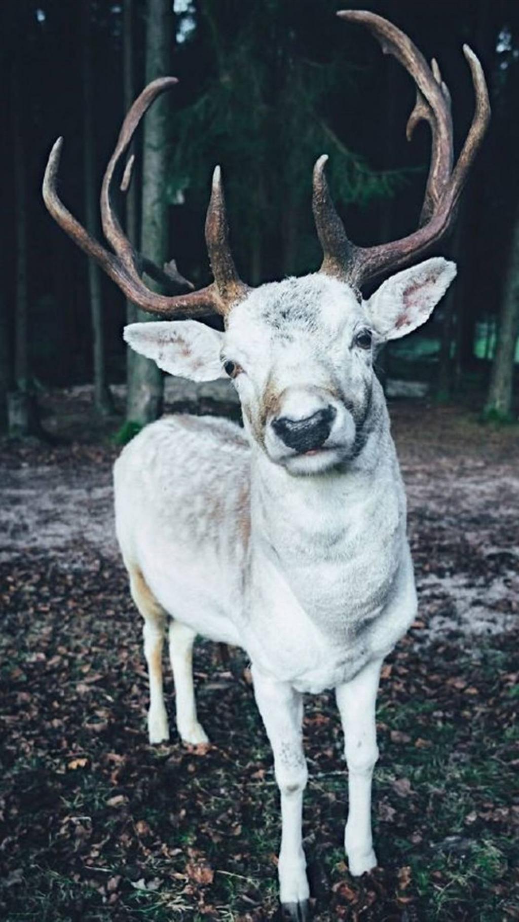 冷色系清新欧洲风景