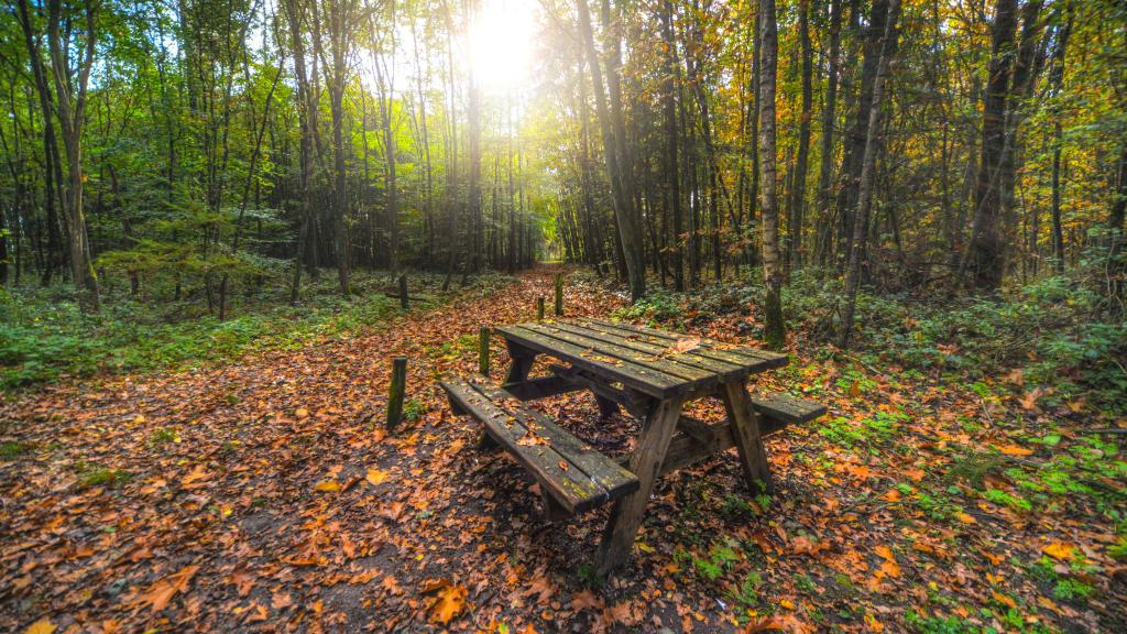 秋天你好，终于来了