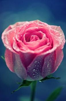 浪漫粉色玫瑰图片