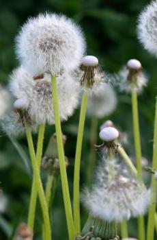 秋天的花儿开的好灿烂