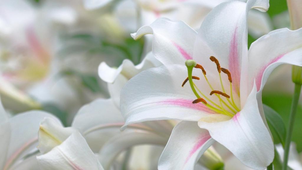 七月初七七夕节白百合清新微距摄影