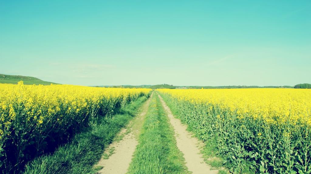 清新护眼的风景