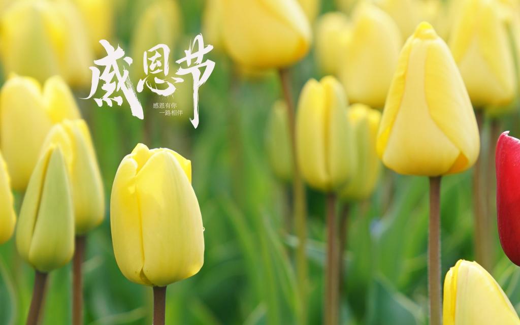 感恩节迷人的郁金香风景摄影