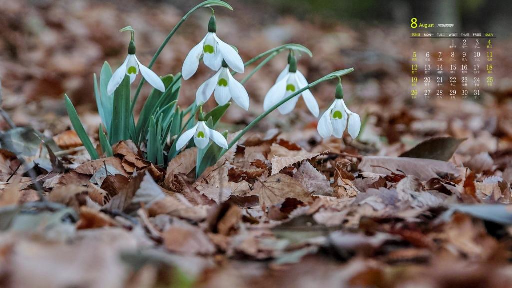 2018年8月楚楚动人的雪滴花写真日历