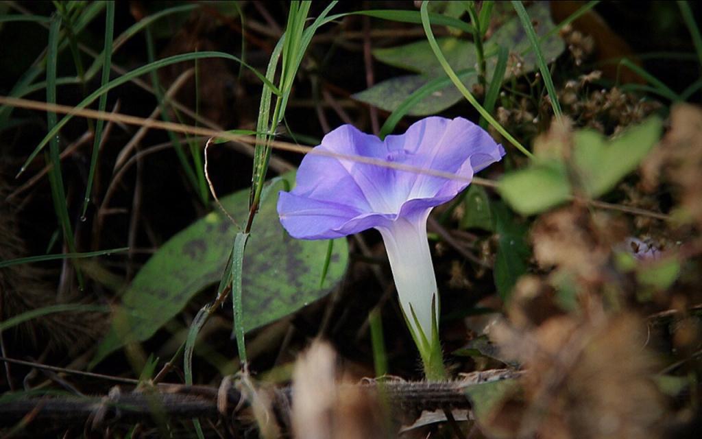 唯美紫色牵牛花图片