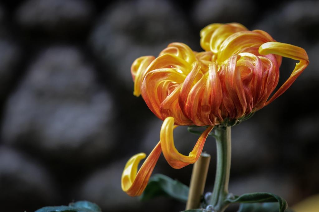 九月初九重阳佳节唯美菊花微距摄影