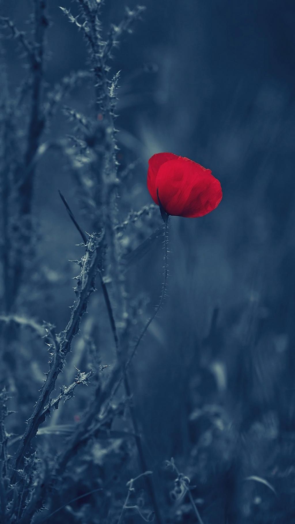 罂粟花微距宏观摄影