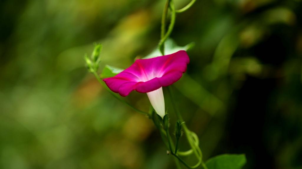 各色各样的牵牛花