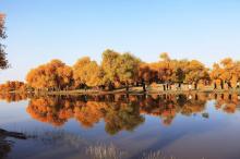 额济纳胡杨林景区