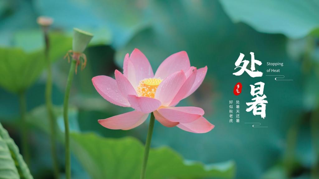 2020处暑节气淡雅莲花清新养眼背景