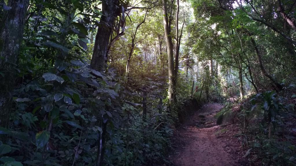山林中的幽静小路