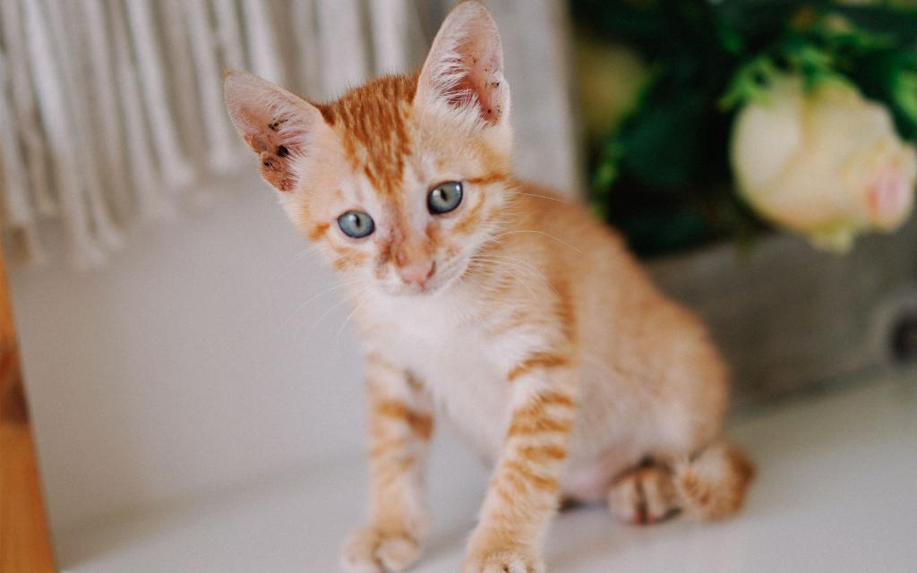 黄色小奶猫,高清图片,电脑桌面-壁纸族