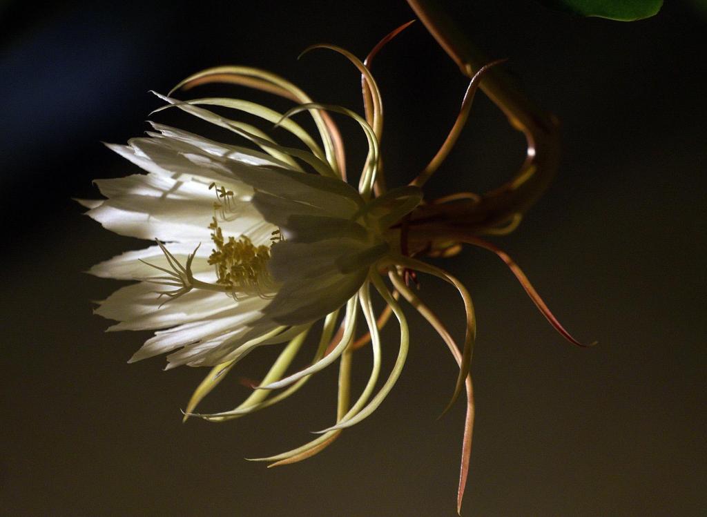 稍纵即逝的昙花