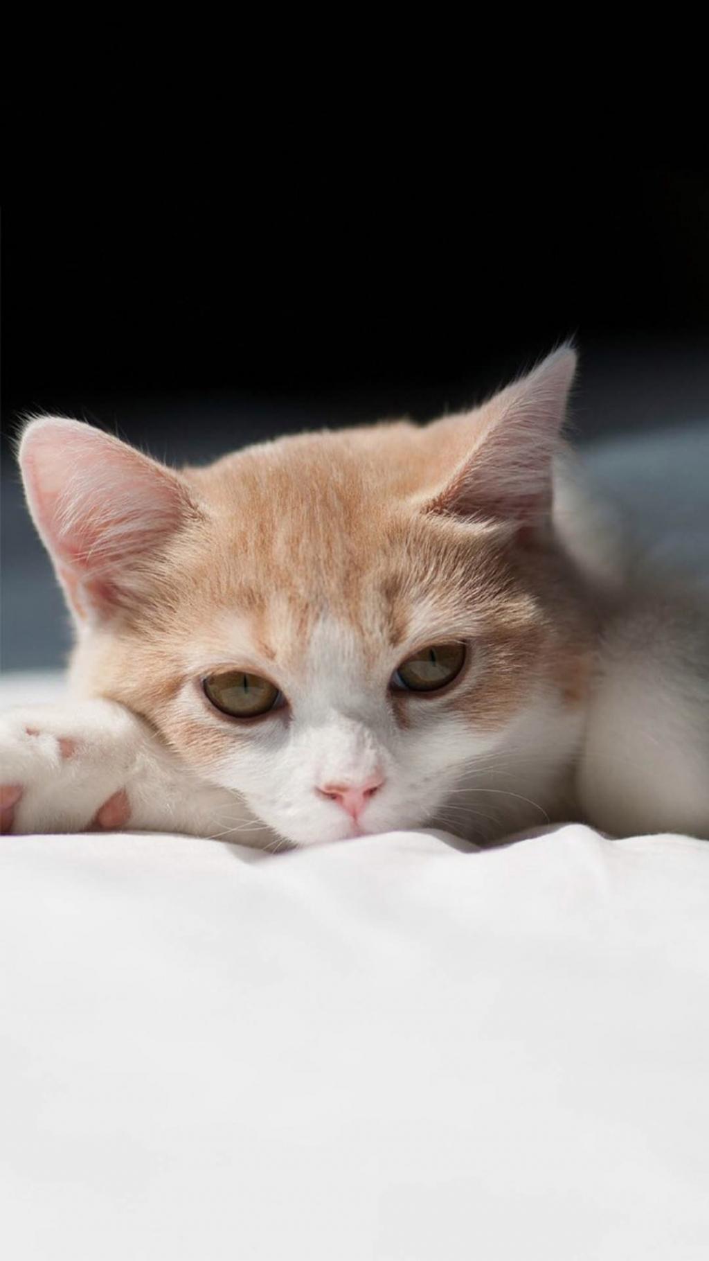 软萌猫咪的日常