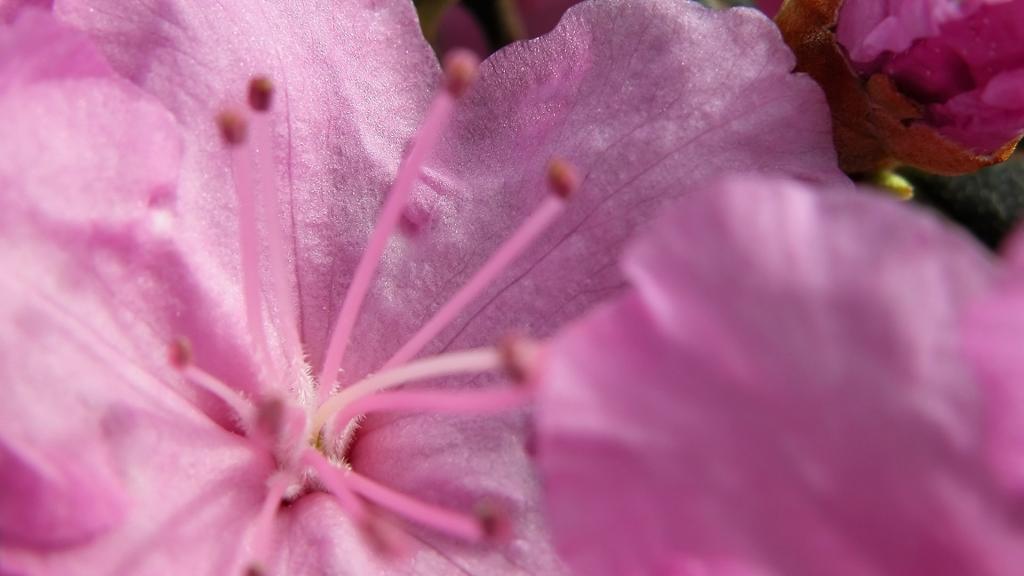 美丽的金达莱花卉