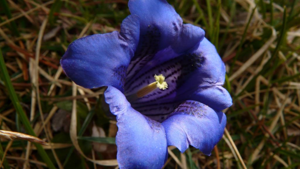 龙胆草开出龙胆花清新图片