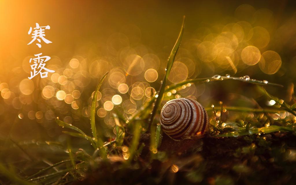 寒露时节的到来