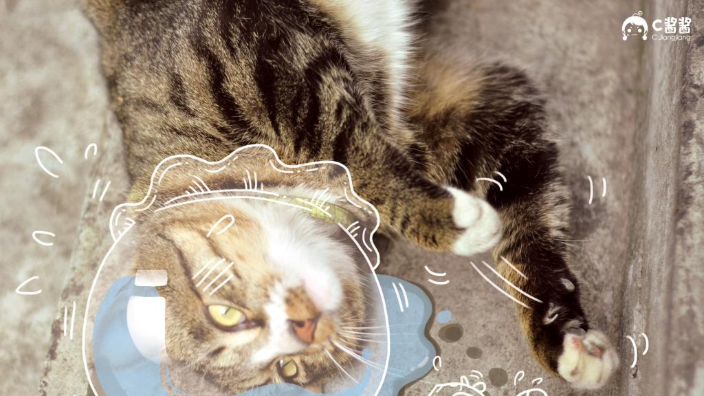 恶搞喵星人(猫咪)
