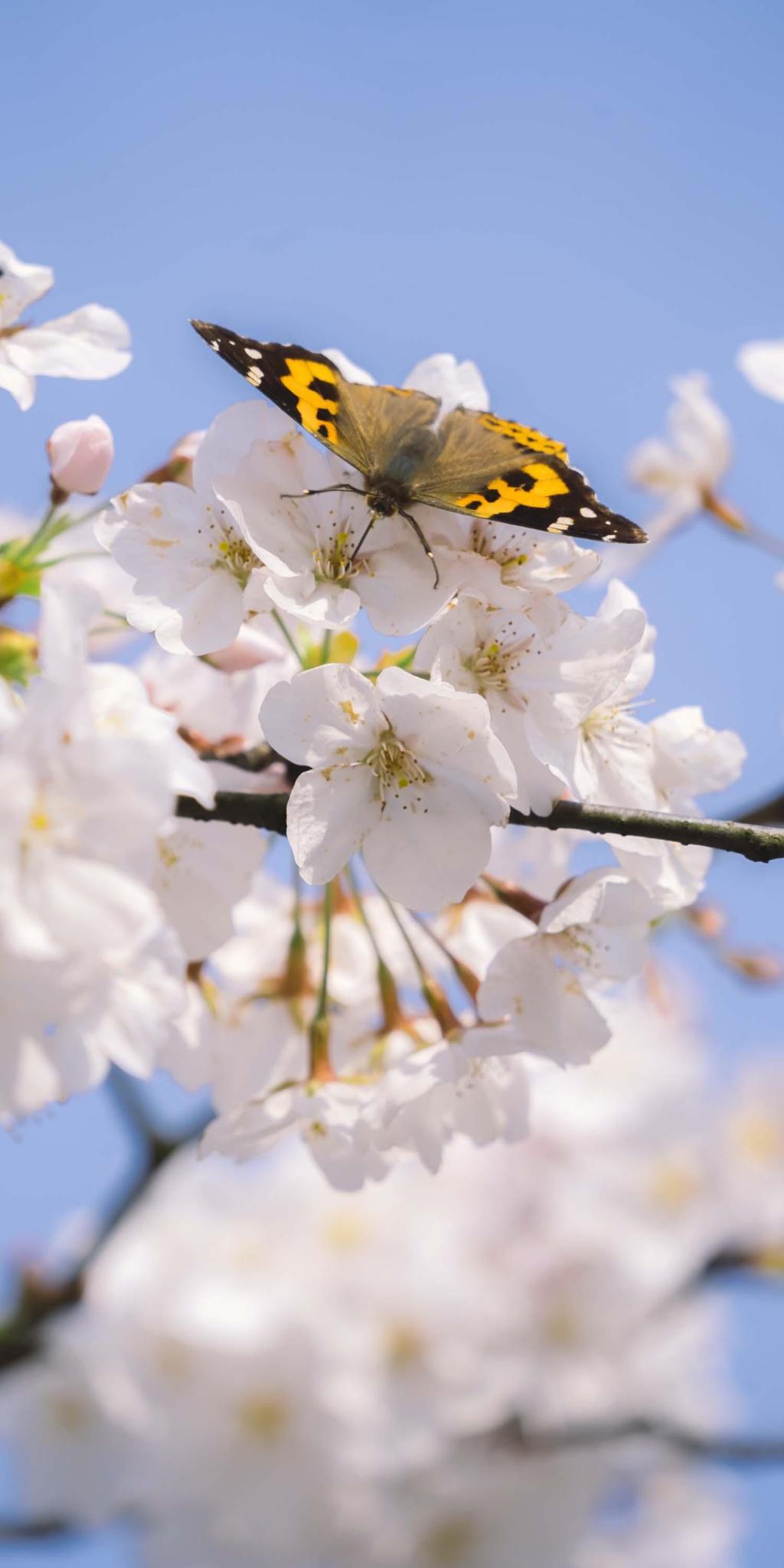 清新淡雅唯美梨花微距