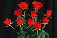 香气扑鼻鲜玫瑰花