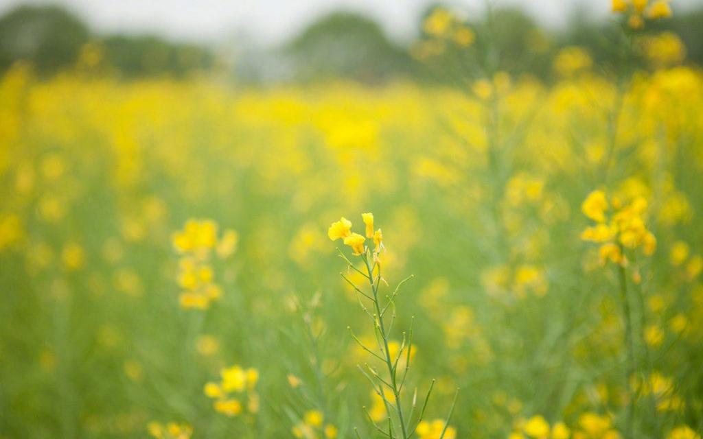 唯美小清新油菜花海