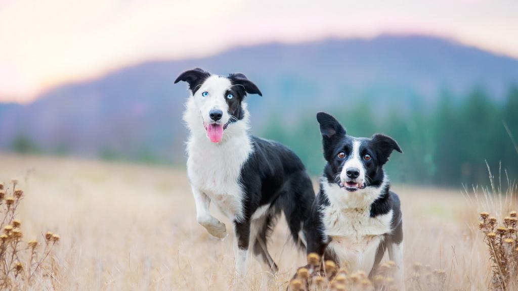 可爱狗狗萌宠写真