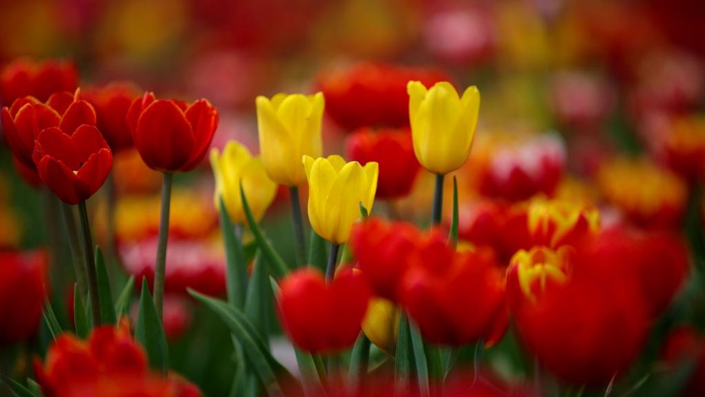 素雅秀丽的郁金香