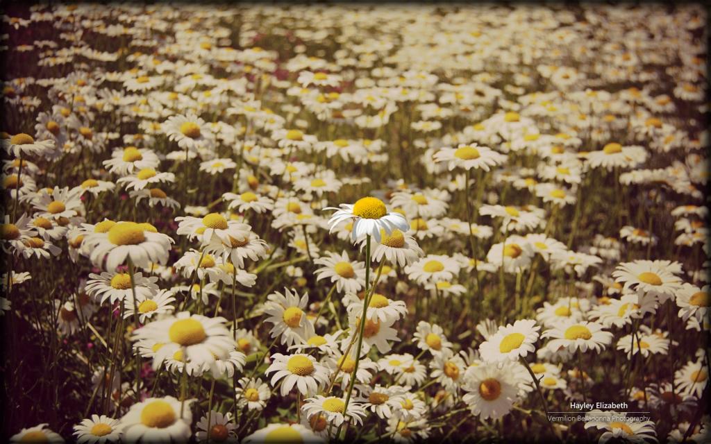 秘密花园微软Win7主题