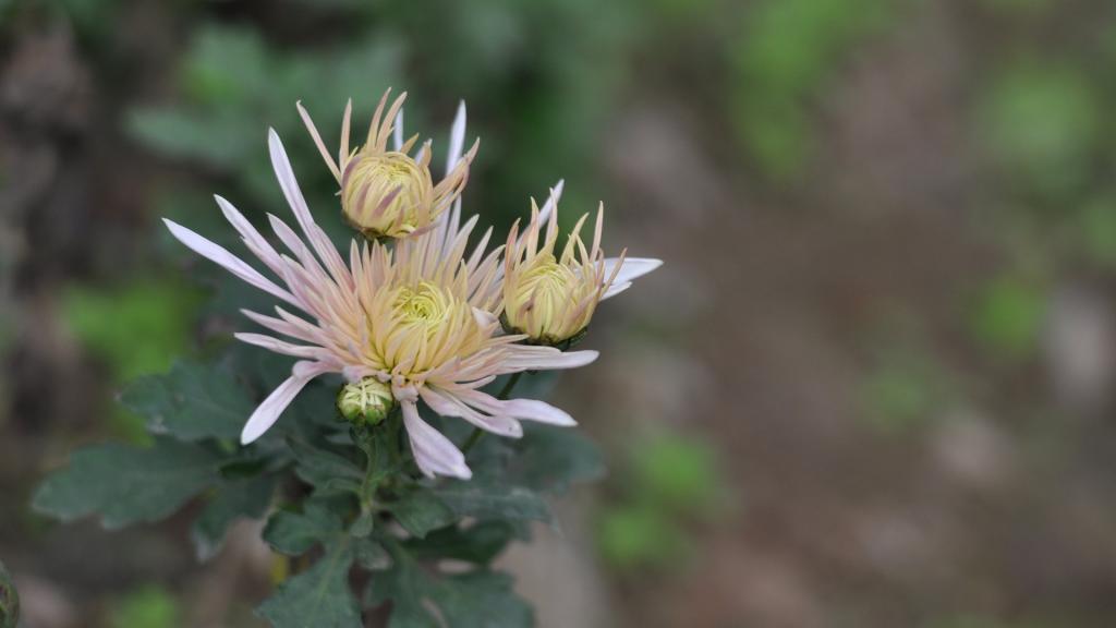 花园里盛开的鲜花