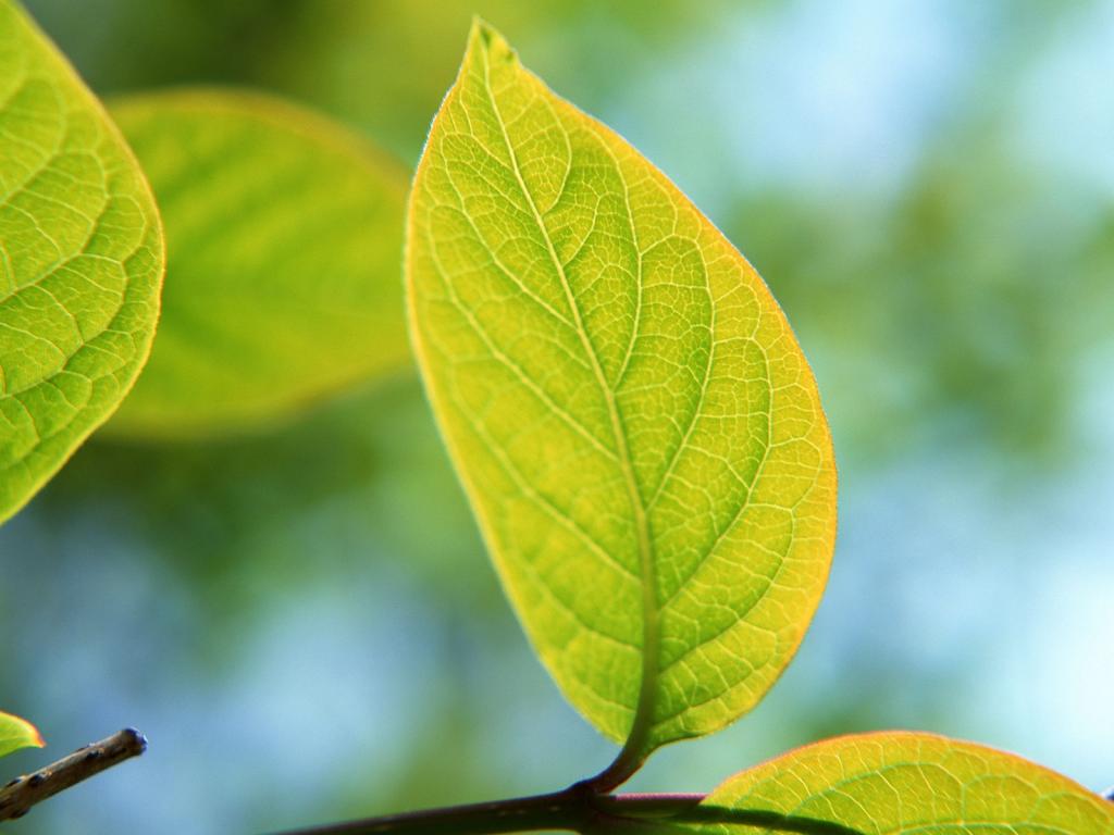 美丽的绿叶写真