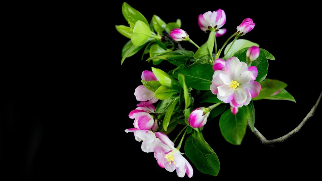 5k红艳艳的海棠花