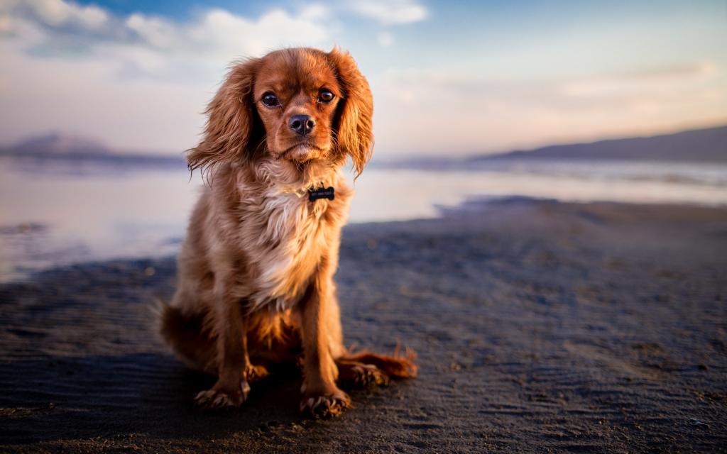 听话坐着的狗狗