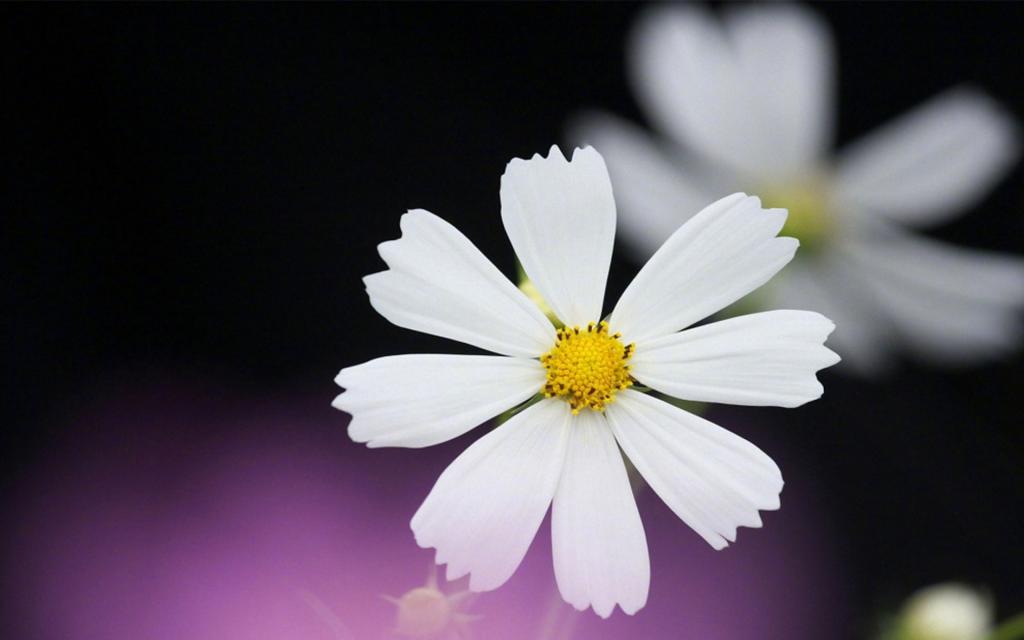 小清新植物花卉摄影