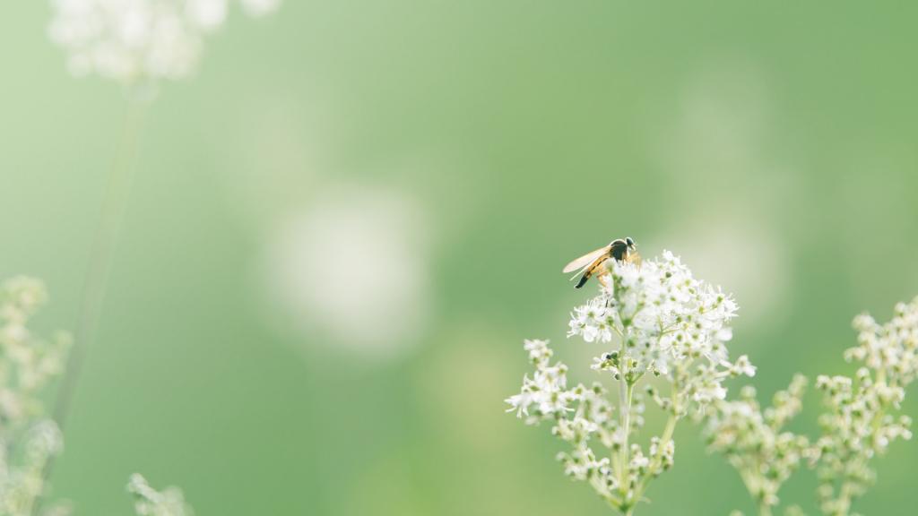 小清新唯美植物