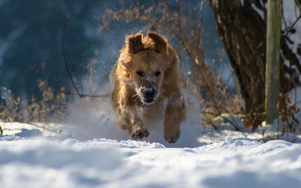可爱在狗狗在雪中漫步