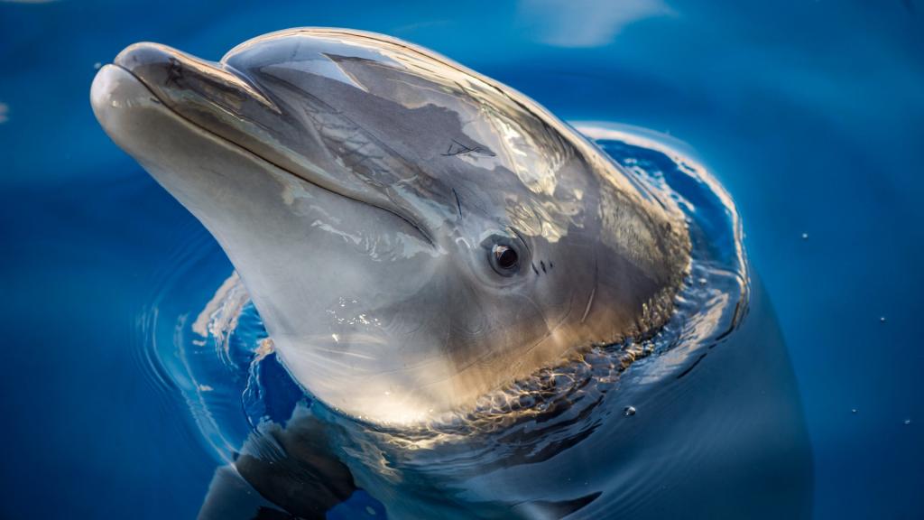海豚近距离特写