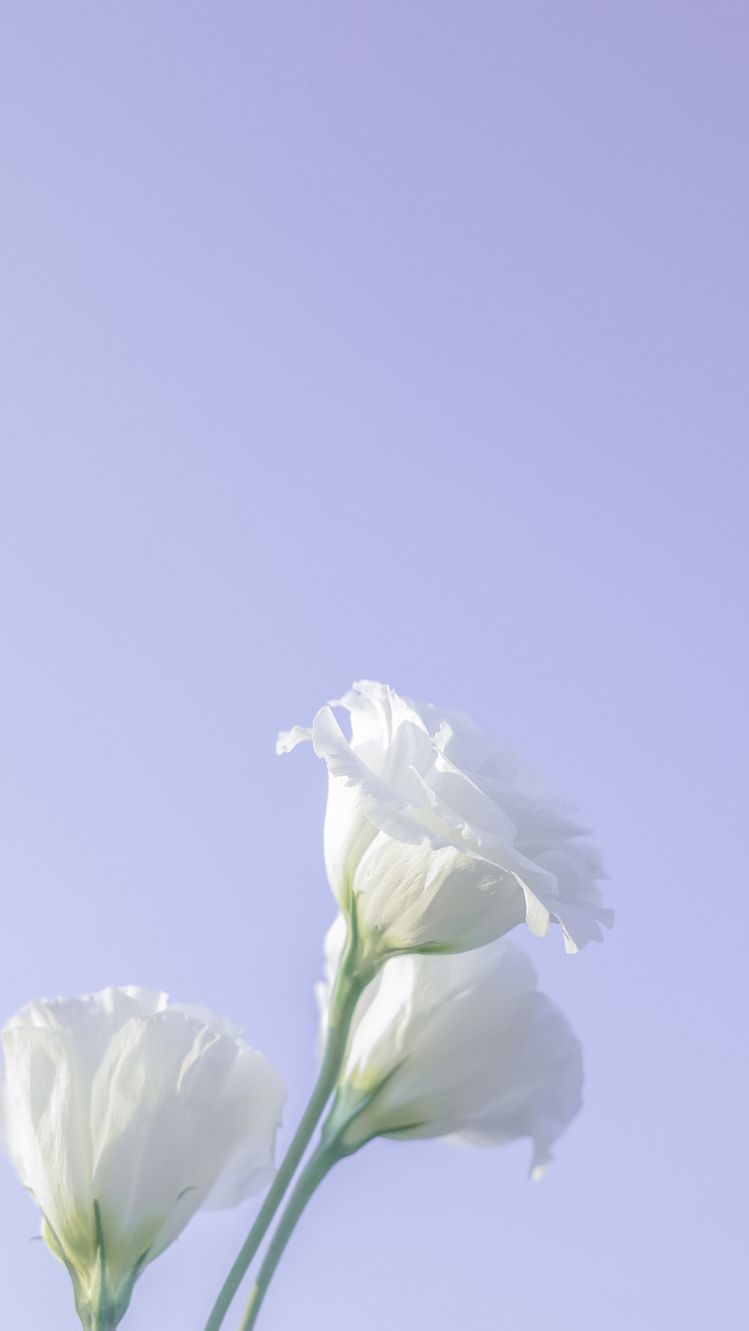 白色洋桔梗清新摄影