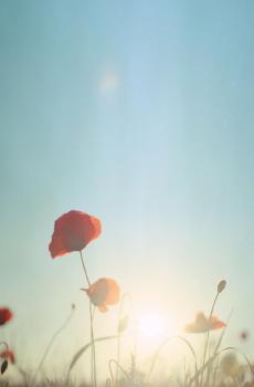 小清新唯美自然风光-4