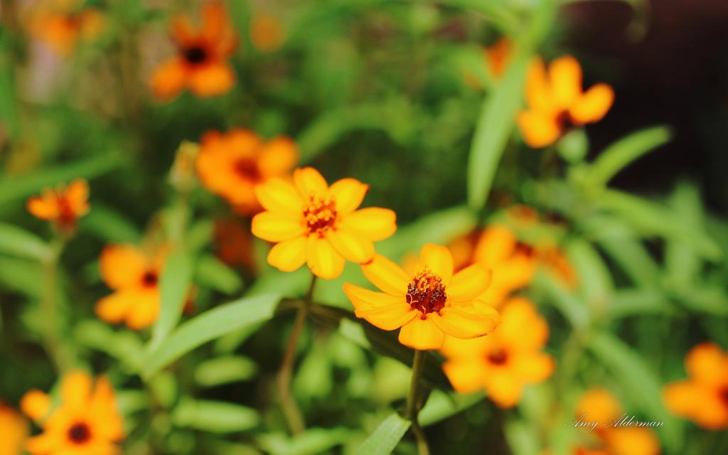 植物园花卉图片