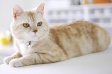 可爱的美国短毛猫写真