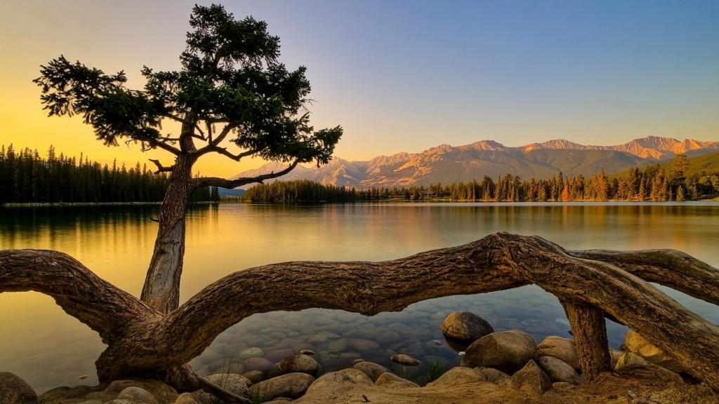 大树树根自然风景